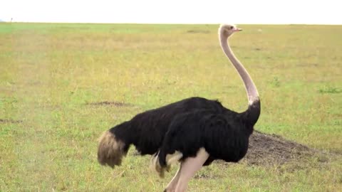 BURUNG UNTA l OSTRICH BIRD l