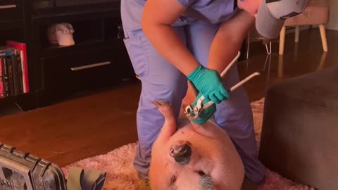 Piggy Smalls Gets His Nails Done