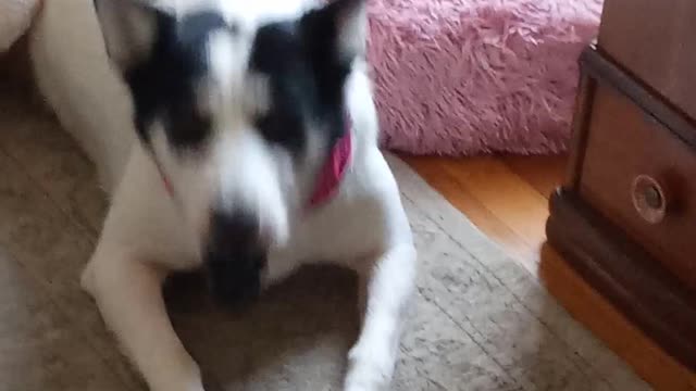 Everest bounces kong