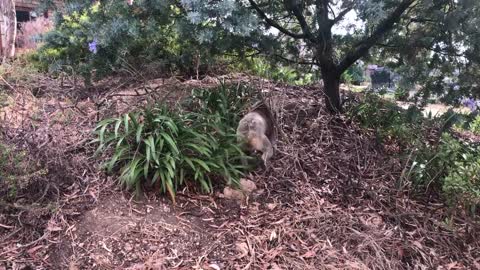 Walking with a koala to safety