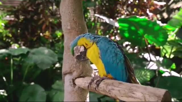 Parrot is the best video & Relaxing music