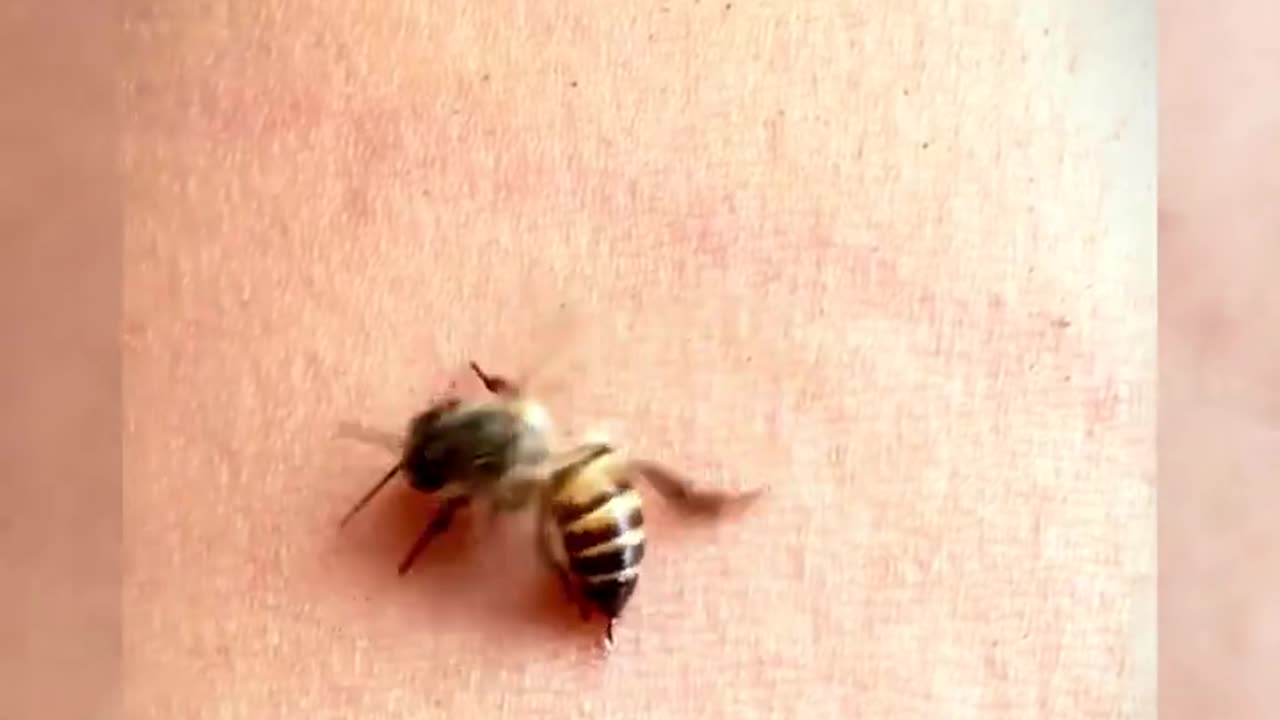 Why BEES🐝 Die After They Sting You _