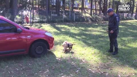 Canil da Polícia Militar: parceria animal no combate ao crime