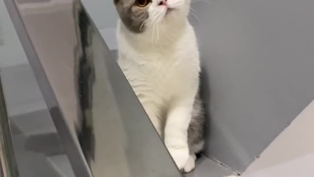 Cute cat surprised