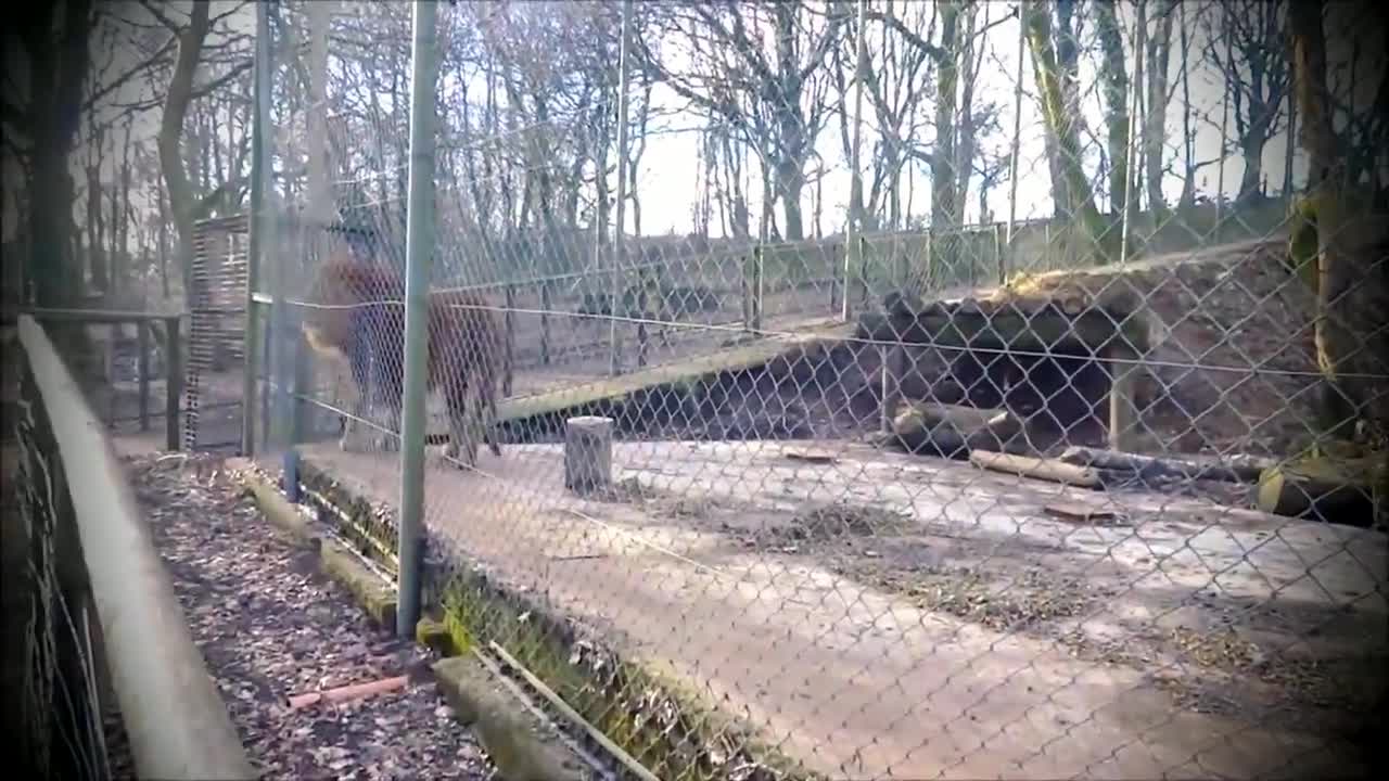 Male Lion Roaring, Dartmoor Zoo, England UK