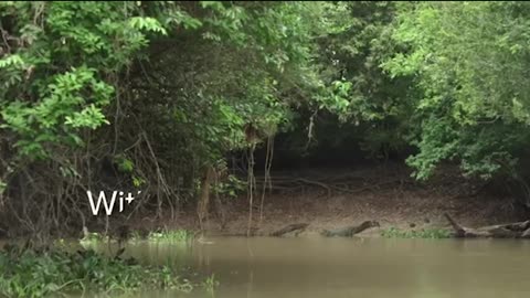 Best of Jaguars and Leopard