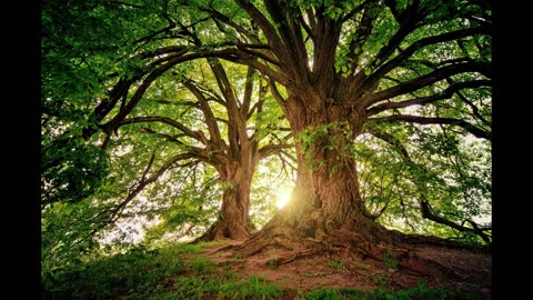 Under a Tree