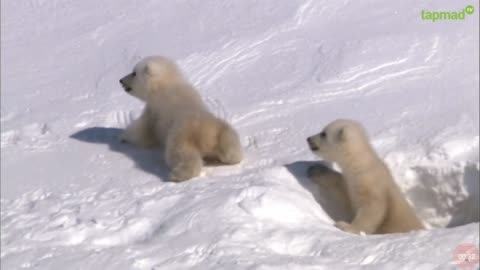 White Bear In The Ice Playing With His Babies