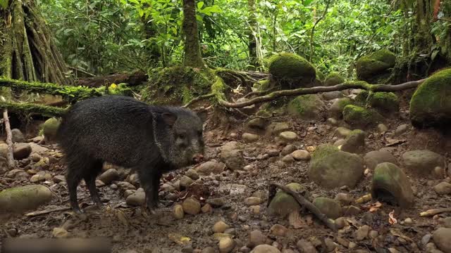 Todos os tipos de animais que vivem na floresta tropical do Brasil levam você ao mundo animal #6