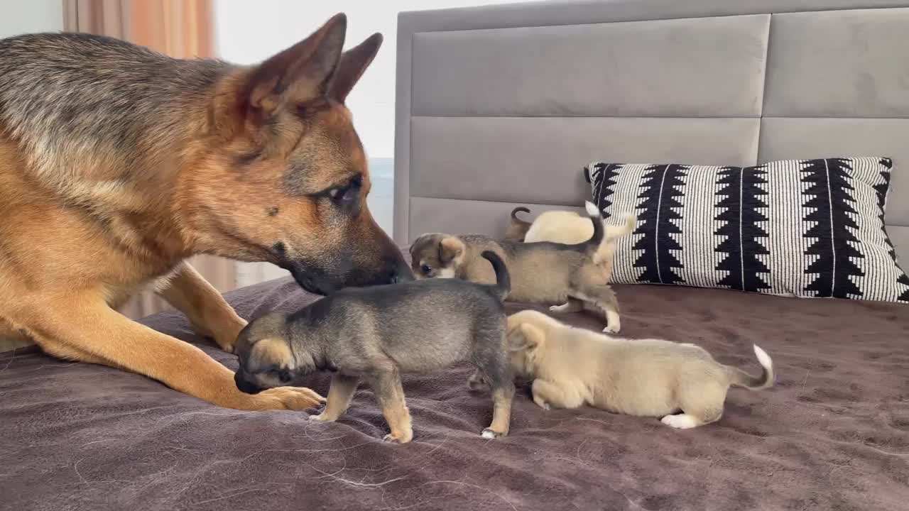 German Shepherd Puppy Reacts to Baby Kittens