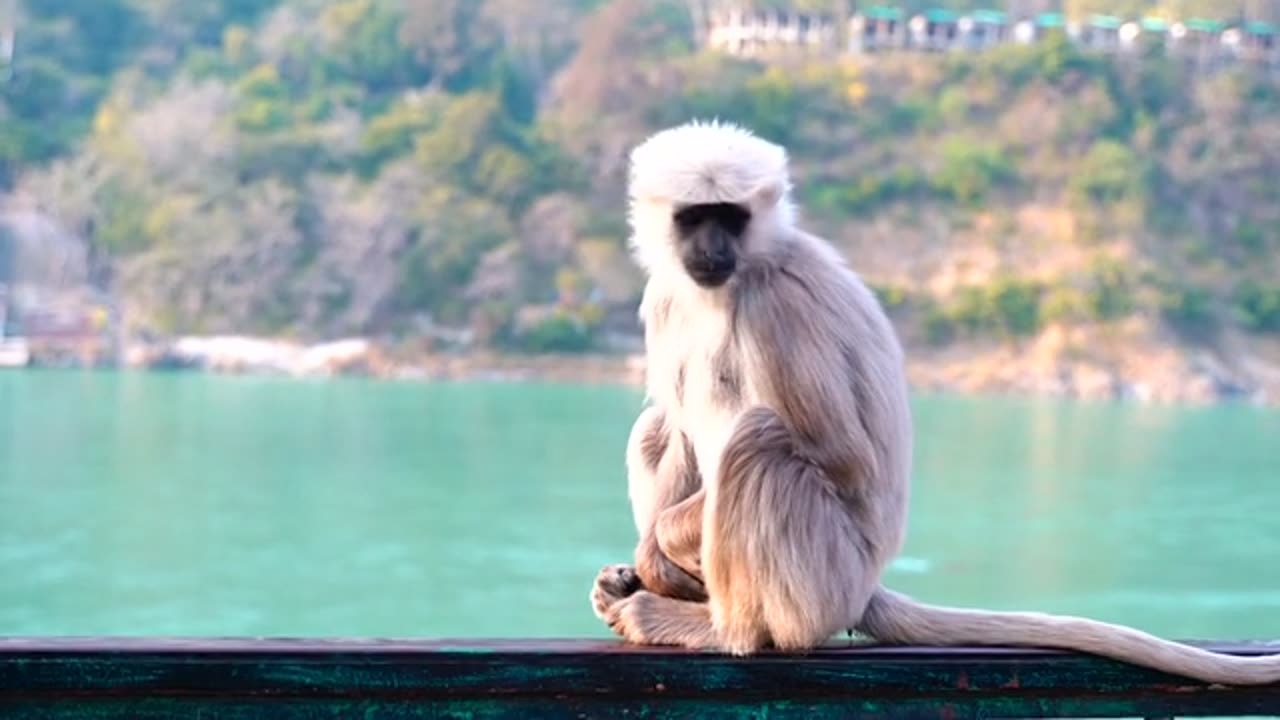 Monkey on beautifull place