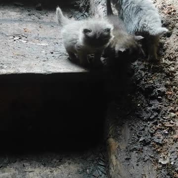 Ukrainians Dealing with Another Invasion