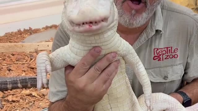 Albino American alligator love their food