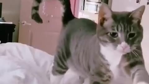 Cute cat speaking 😍😍