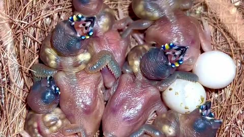 Gouldian Finch male with chicks in bird nest