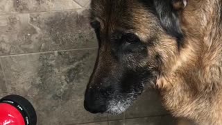 Funny dog catching water from hose