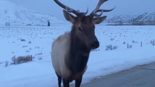 Angry bull elk pops tire with his horns