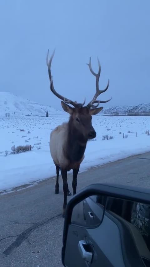 Angry bull elk pops tire with his horns