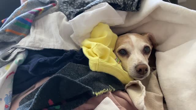 Dog Adorably Peeks Through Hiding Spot in Pile of Clothes