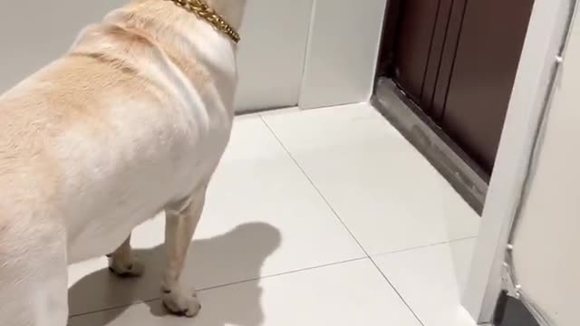 the way my dog reacts to strangers knocking at the door in the middle of the night.