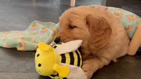 Find yourself a girl who can do both 😘 #goldenretriever #goldenpuppy #dogmom #puppiesoftiktok