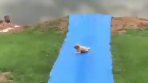 This funny dog hilariously make a U-turn