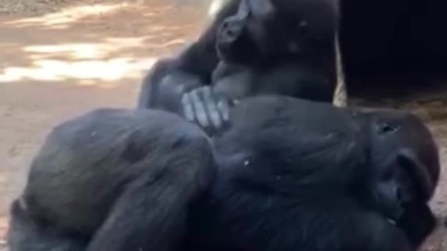 What is this chimp doing? Is he massaging another chimp?