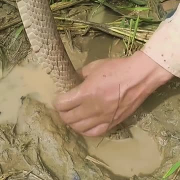 catch fish with snakes, catch a big fish nest, it's amazing