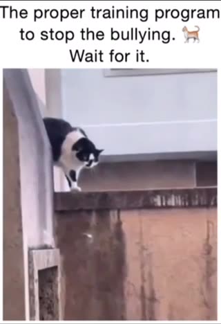 “The Comeback Kitty’s” Still better than Rocky IV …