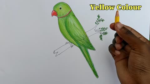 how to draw parrot easy step by step--Gali Gali Art --p11