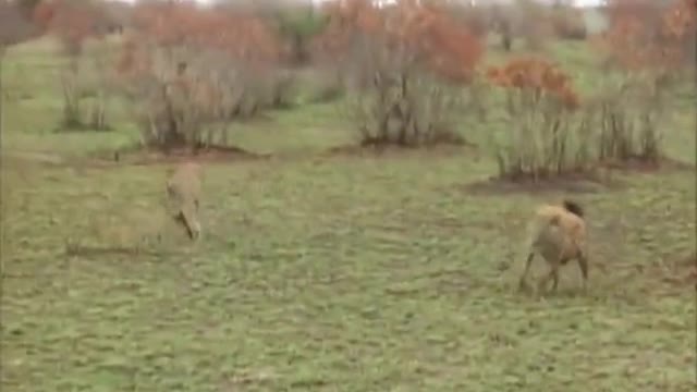 Deer Pretends being dead