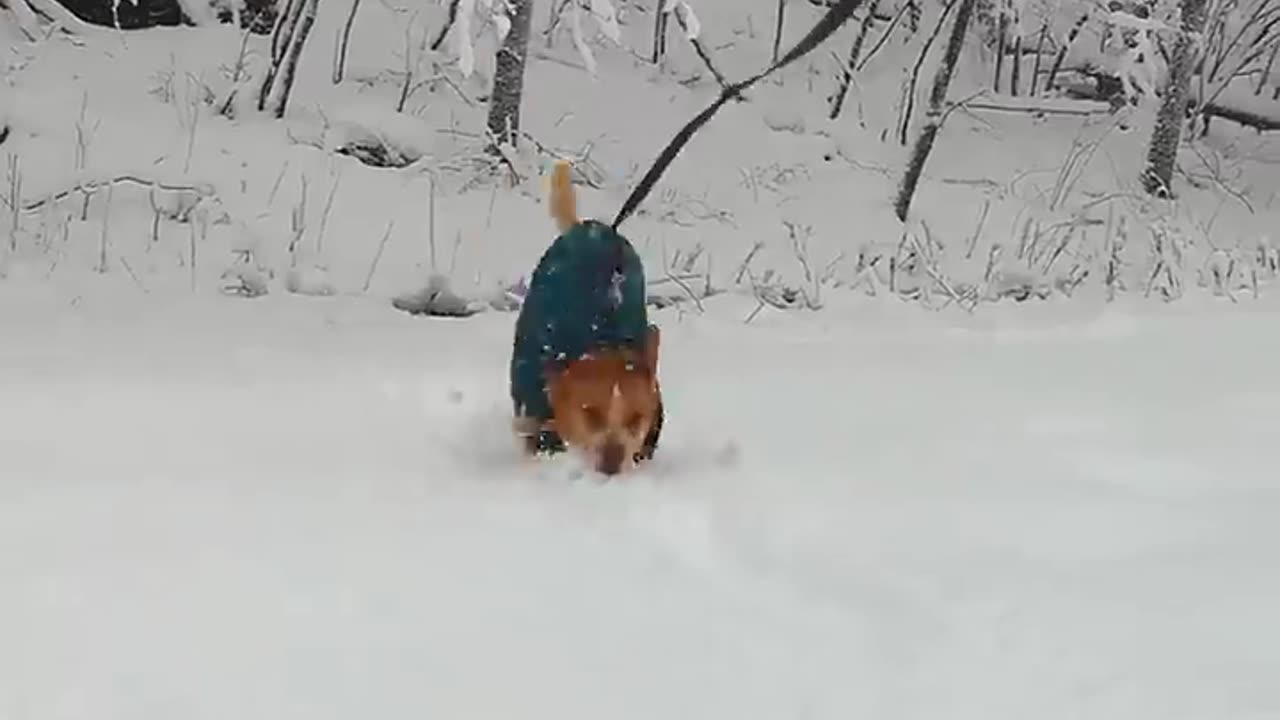 What's This Snow Dog Searching For-!