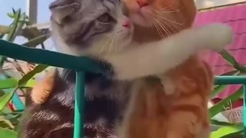 Funny Cat Video 3