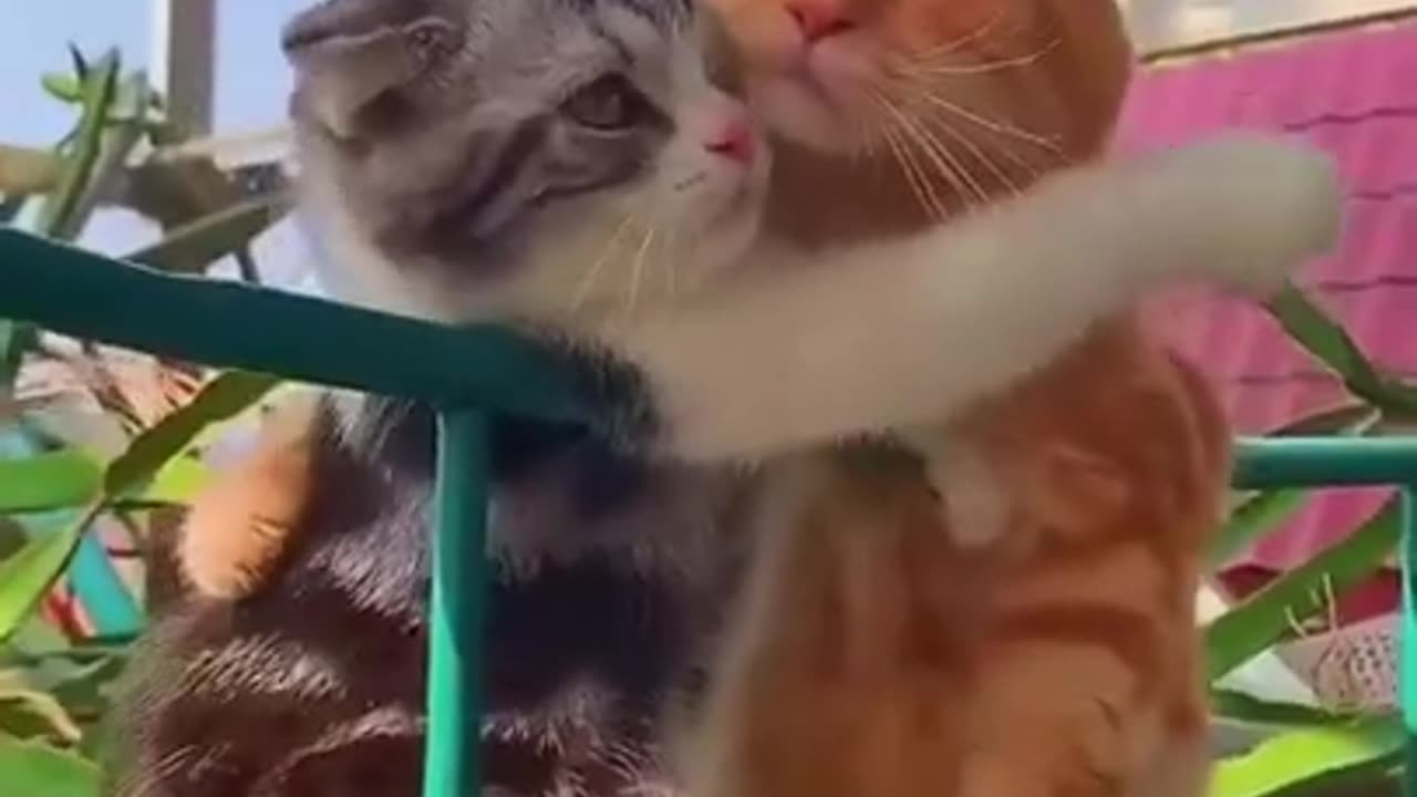 Funny Cat Video 3