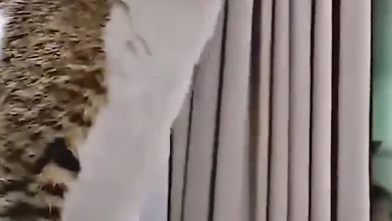 Funny animals