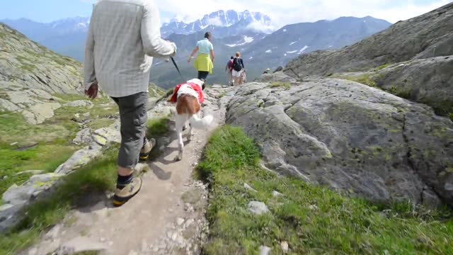 Walking with Saint Bernard dogs