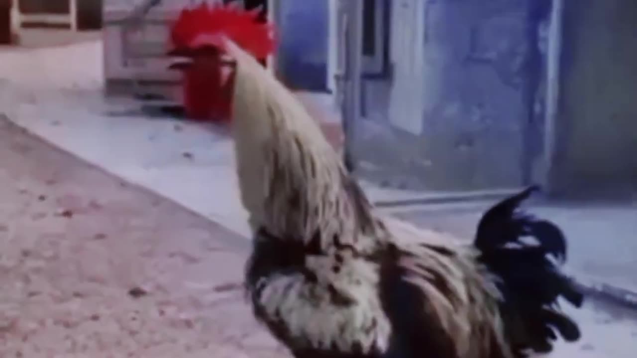 Laugh Out Loud with Funny Animal Videos