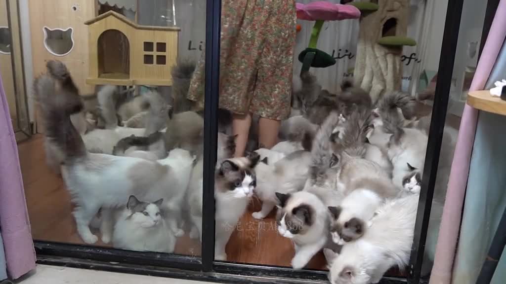 Mealtime for a multi-cat family