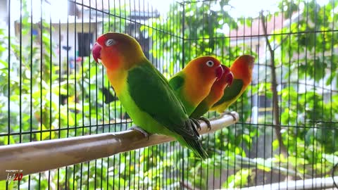 LOVEBIRD IS A VERY BEAUTIFUL BIRD