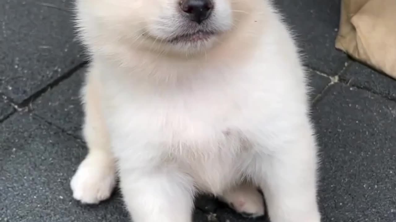 So Cute 🥰 dog now' short video (2024) animals videos