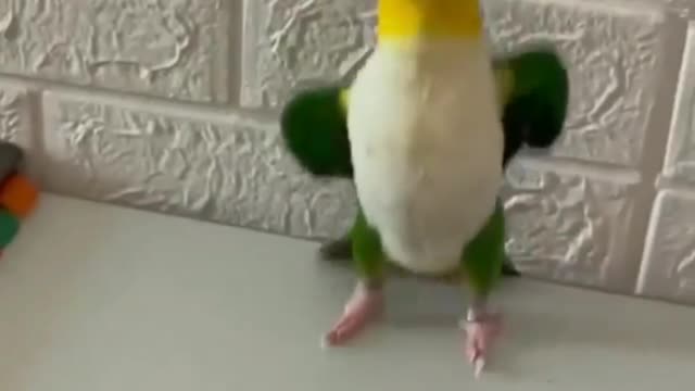 Dancing parrot