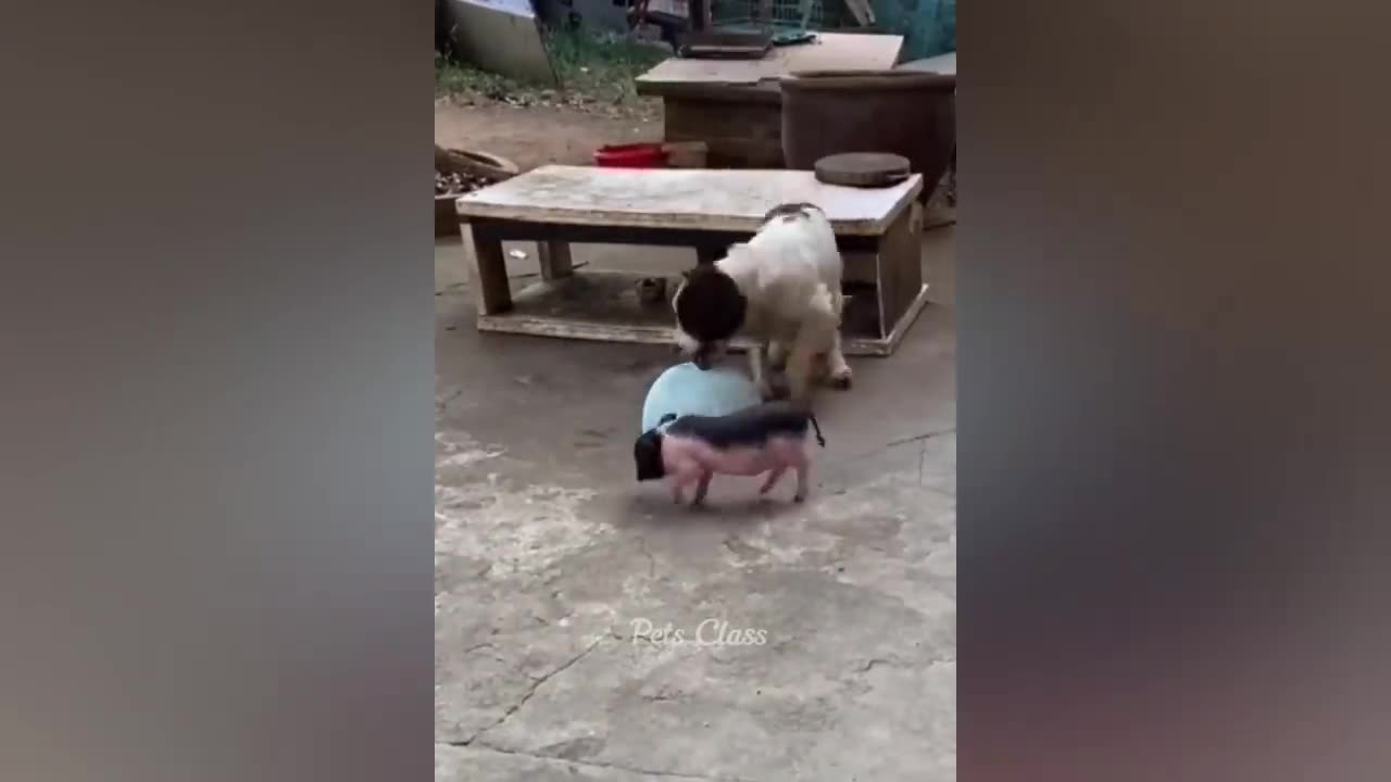 Funniest animals in 2023