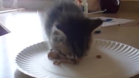 Hungry Kitten Wants Food
