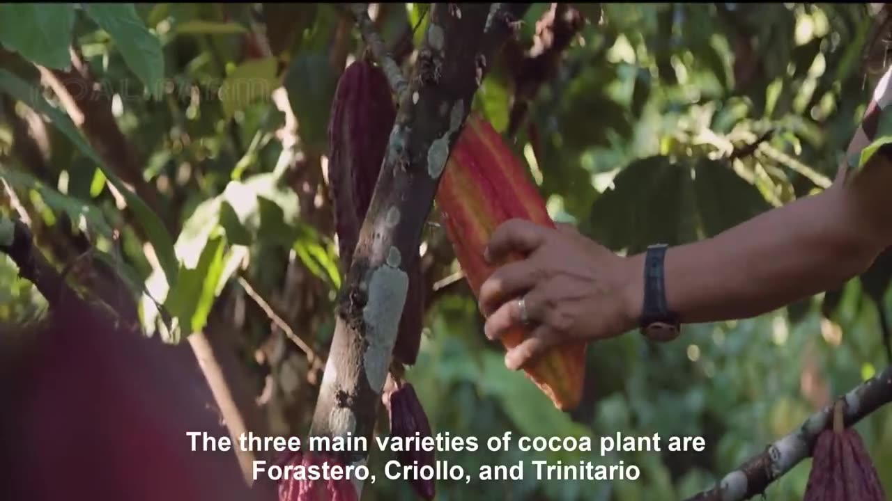 Cocoa Fruit Harvesting - Cocoa bean Processing - Cocoa Processing To Make Chocolate in Factory