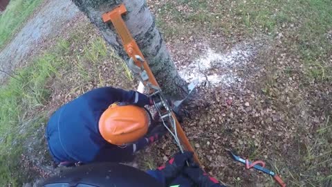 Ison koivun kaato - Felling a big birch