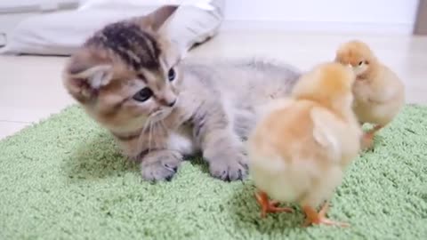 Looking back on how kitten Kiki met tiny chicks for the first time