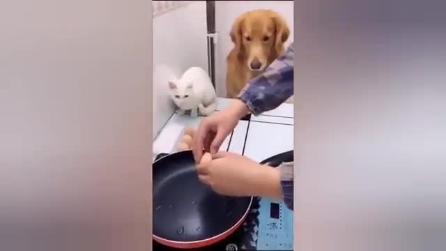 1 HOUR FUNNY CATS COMPILATION 2022😂| Super FUNNIEST Cats Videos In 2022 😂