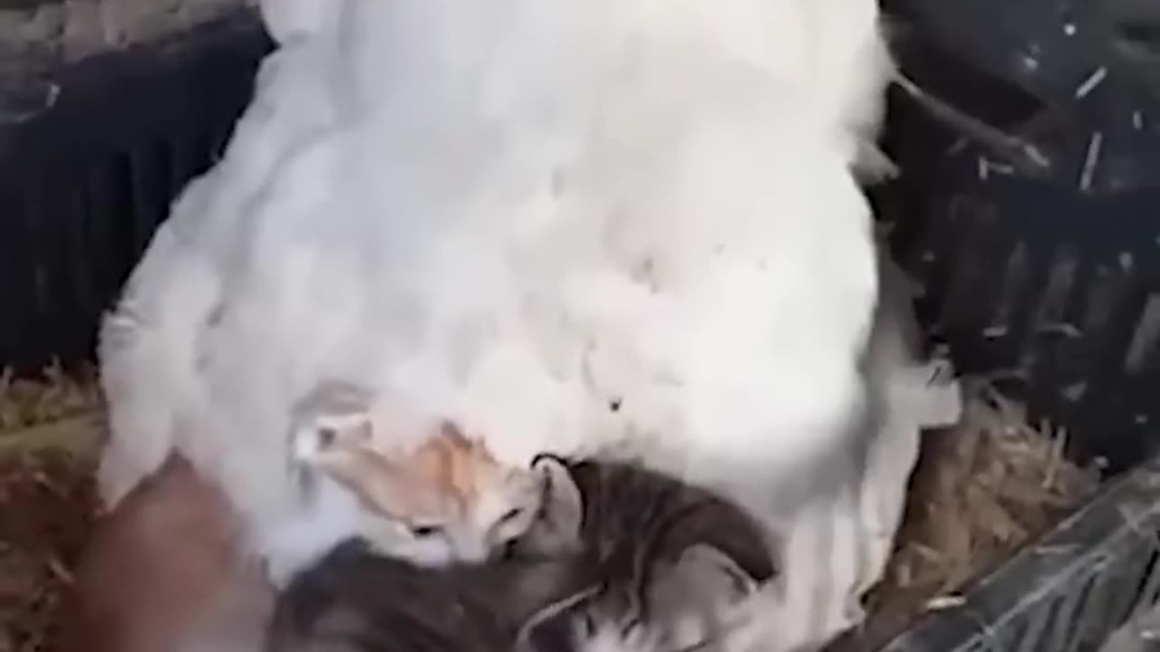 Hen Keepings Her Kitten Friends Warm 🤣🐓🥰