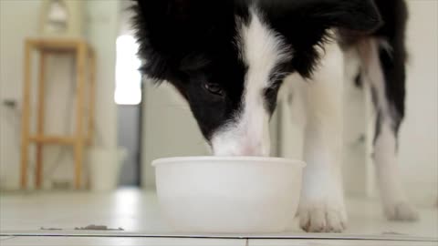 This cute dog drinks milk