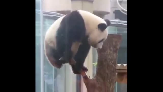Funny And Cute Panda Videos Compilation